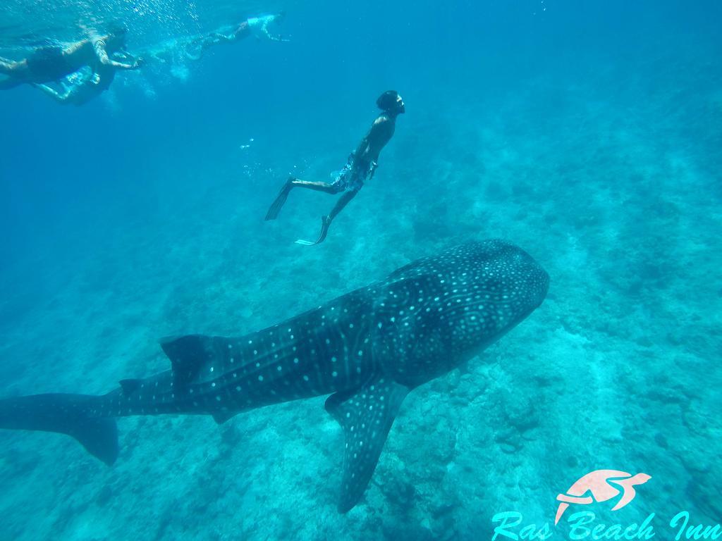 Ras Beach Inn Rasdhoo Екстер'єр фото
