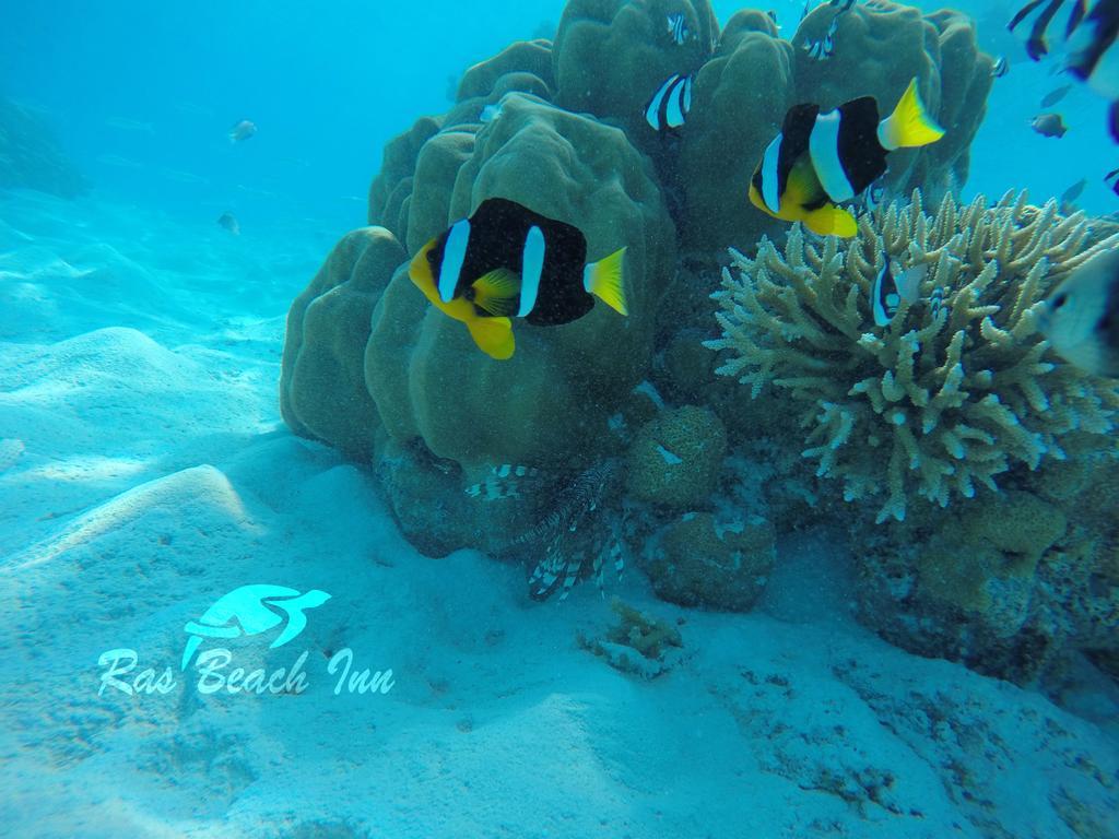 Ras Beach Inn Rasdhoo Екстер'єр фото