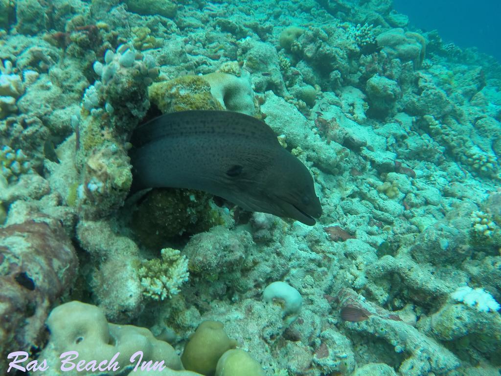 Ras Beach Inn Rasdhoo Екстер'єр фото