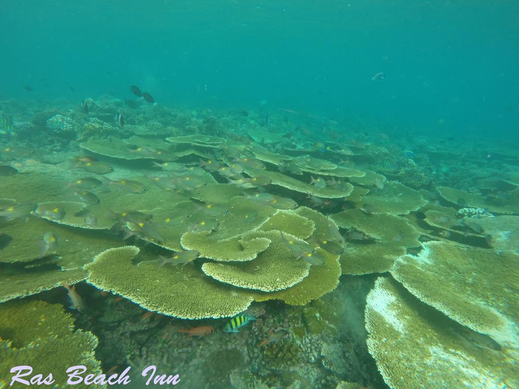 Ras Beach Inn Rasdhoo Екстер'єр фото